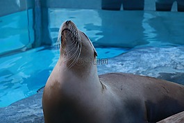 海狗,密封,動物園
