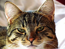 貓,雄貓,動物