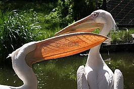 鵜鶘,動(dòng)物園,動(dòng)物