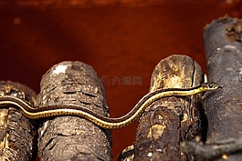蛇,日志,爬行動(dòng)物