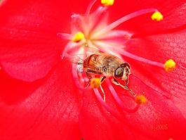 蜜蜂,花卉,紅色