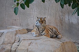 虎,動物,弗利納