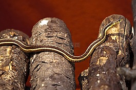 蛇,日志,爬行動(dòng)物