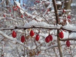 漿果,紅色,芽