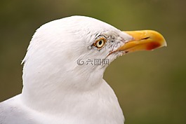 海鷗,鳥,性質(zhì)
