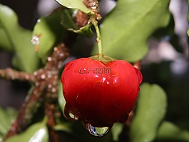 針葉,水果,紅色