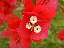 花,紅色,紅花