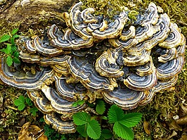 蘑菇,樹菌,污垢