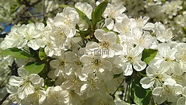 春天,鮮花,塔甘羅格