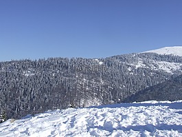 森林,山,雪