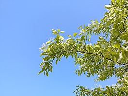 天空,分行,景觀