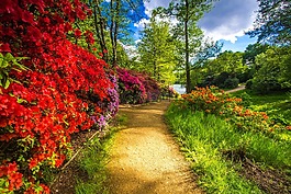 公園,弗吉尼亞州水,鮮花