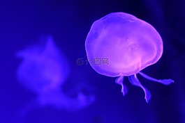水母,海,紫外線