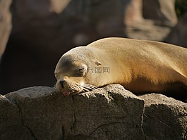 密封,meeresbewohner,哺乳動物