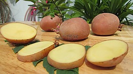 科學西,馬鈴薯,土豆