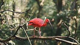 動(dòng)物,動(dòng)物攝影,鳥(niǎo)嘴