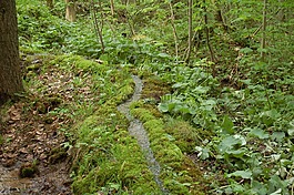 路徑,離,singletrail