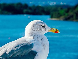 鷗,鳥,野生動物