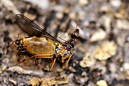 昆虫,蚂蚁,hoverfly