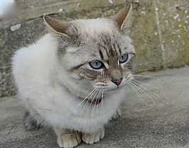 猫,蓝色的眼睛,动物