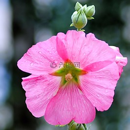 锦葵,股价上涨,开花