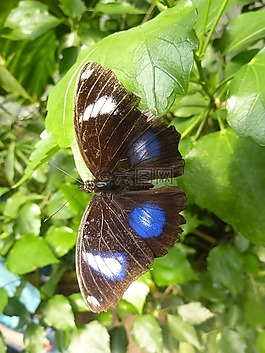 蝴蝶,藍色點,昆蟲