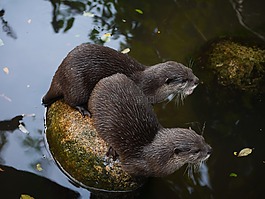 獭,哺乳动物,爪的水獭