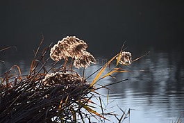 里德,湖,岸