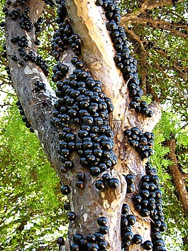 嘉寶,水果,樹