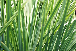 葉子,鳶尾花,春
