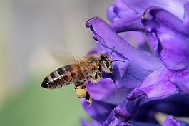 蜜蜂,昆蟲,飛