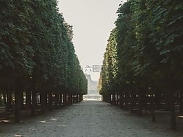 樹,廣場,街