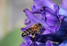 蜜蜂,昆蟲,飛