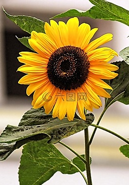 太陽花,開花,黃色