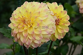 大麗花,盛開(kāi),自然