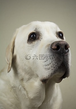 狗,拉布拉多,檢索器
