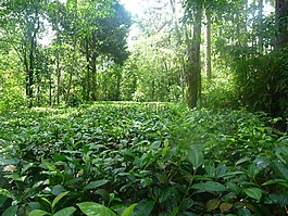 叢林,性質(zhì),茶