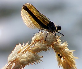 蜻蜓,昆蟲,性質(zhì)