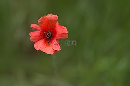 罌粟,紅色,花卉