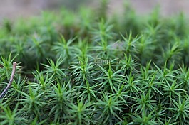 植物,苔,森林綠色