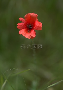 罌粟,紅色,花卉