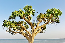 海,海灘,天空