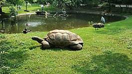 龜,動(dòng)物,動(dòng)物園