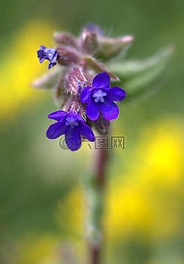 矢車(chē)菊,營(yíng)地,花卉
