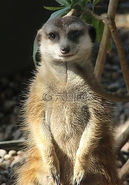 貓鼬,多倫多,動物園