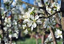 蜜蜂,授粉,花