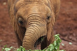 肯尼亞,象,野生動物園