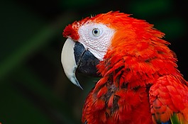 動物,鳥,特寫