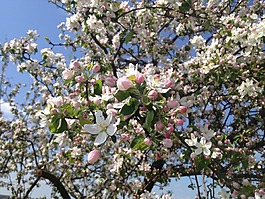 樹,花卉,蘋果樹