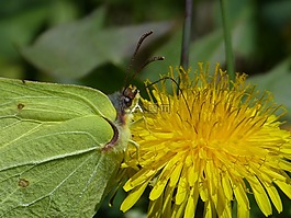 gonepteryx rhamni,蝴蝶,黃色